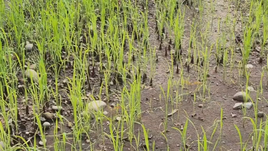 Sin precio del quintal de arroz