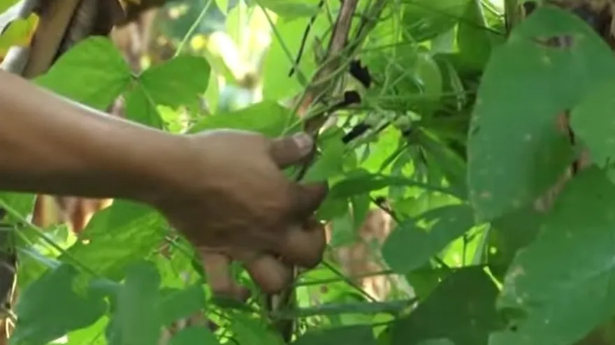 Más de 28 mil plantas tienen propiedades medicinales