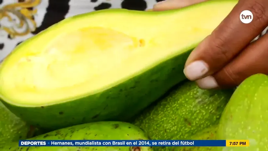 Temporada de aguacate en Panamá