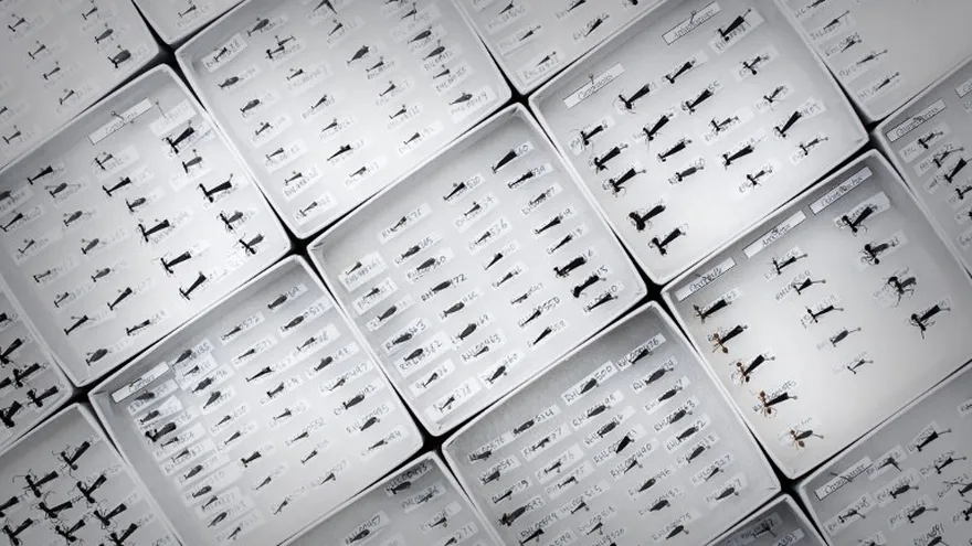 Especies de hormigas de Hong Kong se muestran en la Universidad de Hong Kong (HKU) el 6 de agosto de 2015.