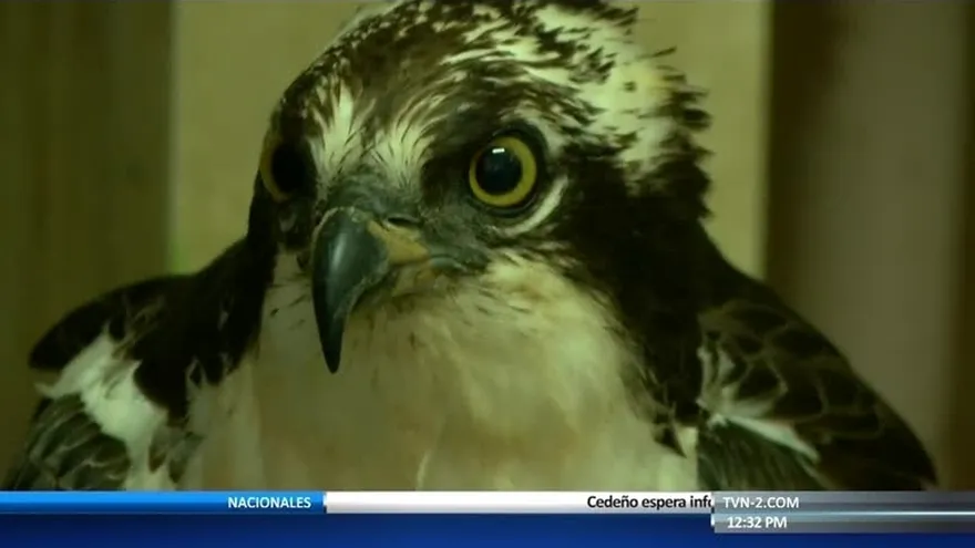 Rescatan ave exótica en Los Santos