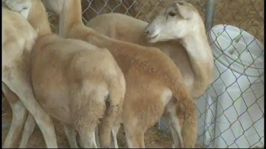 Productores de ovejas piden apoyo al gobierno