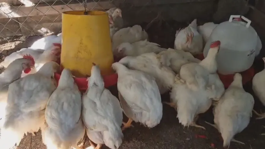 La enfermedad de  laringotraqueítis infecciosa afecta a aves