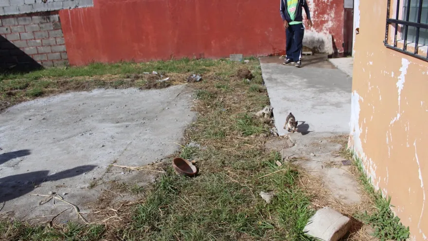 El gato fue rescatado con vida.