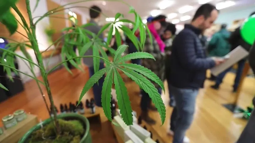 California da vía libre al negocio de la marihuana recreativa