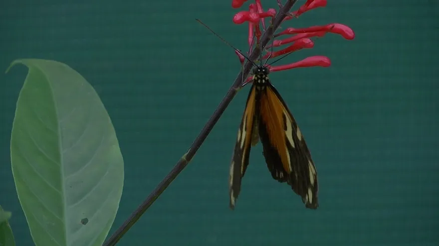 Mariposas