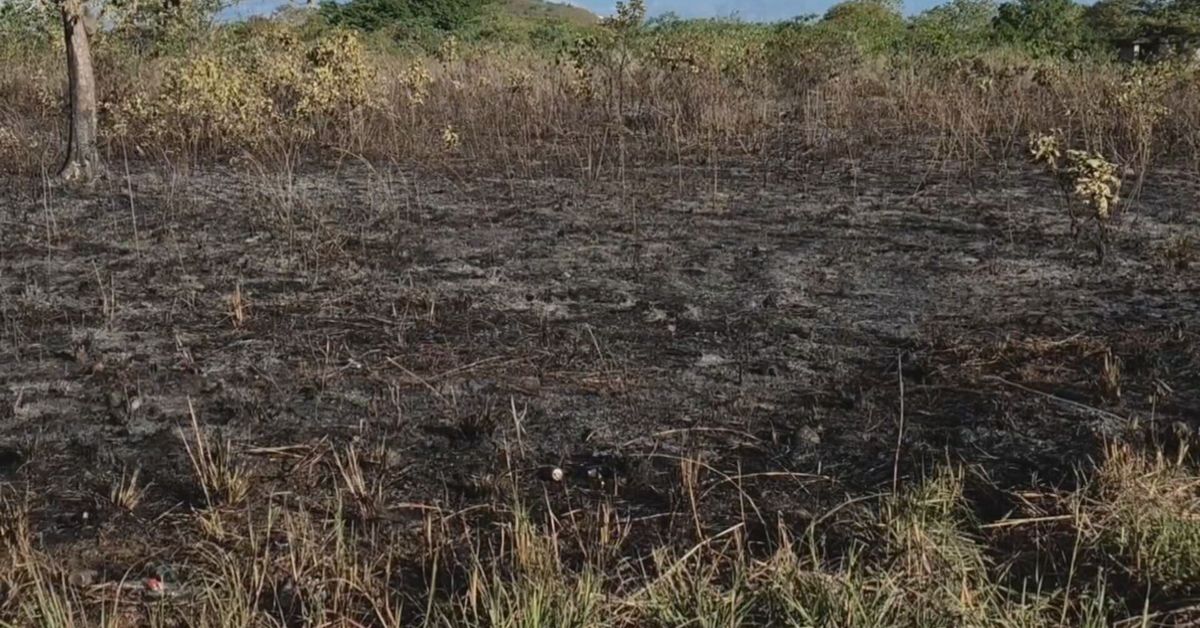 Incendios forestales arrasan más de 300 hectáreas en Chiriquí durante la temporada seca