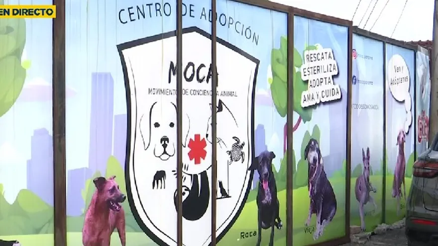 De machetazos a perros quemados: así documenta MOCA los casos extremos de maltrato animal