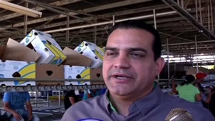 Reactivarán actividad bananera en Barú