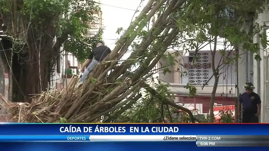 Caída de árboles por fuertes vientos en Panamá