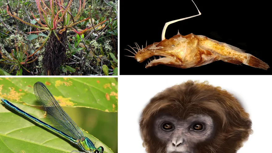 Una Drosera magnifica o Rocío del Sol, una Lasiognathus dinema, una Umma Gumma, y una Pliobates catalionae, cuatro de los nuevos ejemplares que integran el último "Top 10" de especies.