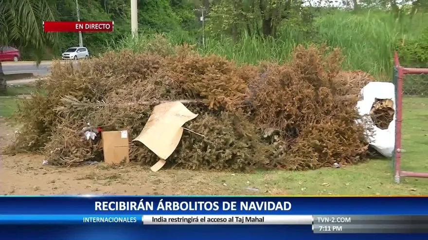 Instalarán centro de acopio de arbolitos de Navidad