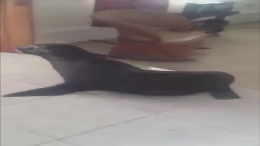 Familia chiricana, sorprendida con visita de león marino