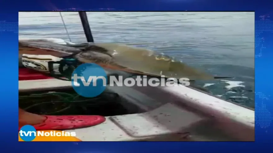Rescatan a tortuga carey en Veraguas