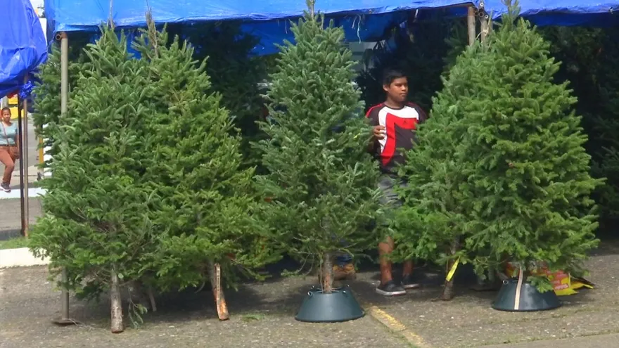 Venta de pinos en las calles de la ciudad