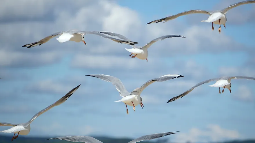 Gaviotas en pleno vuelo