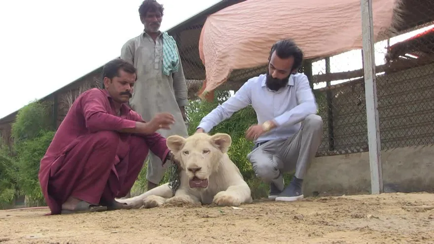 Un lujo salvaje en Pakistán