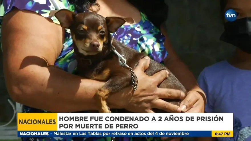 Condenan a 2 años de prisión a hombre que mató un perro