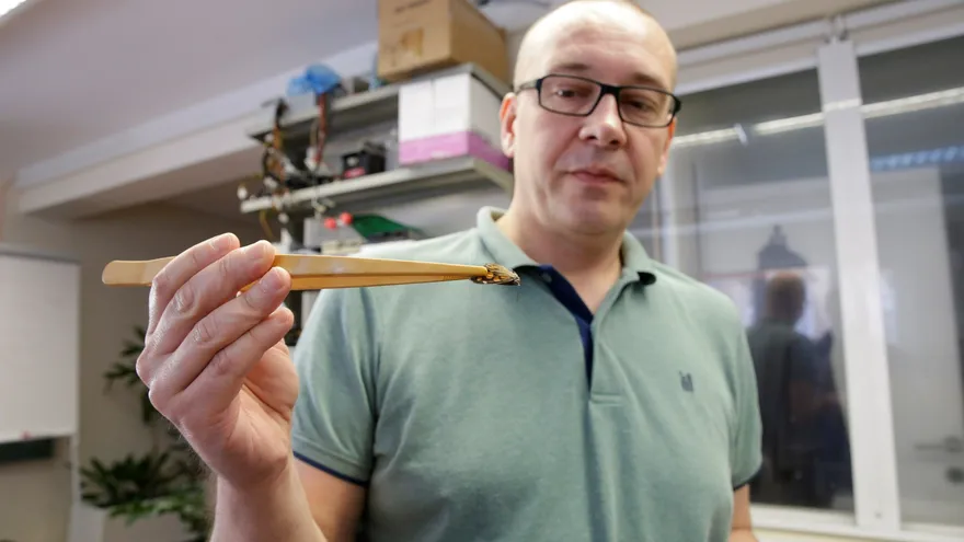 Lo último en tecnología antifalsificación son las diminutas escamas que dan sus llamativos colores a las mariposas.