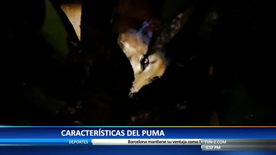 Rescatan un puma en Nueva Libia