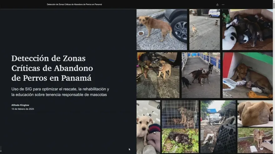 Misión Lulú: La plataforma que busca identificar las áreas de abandono de mascotas en Panamá