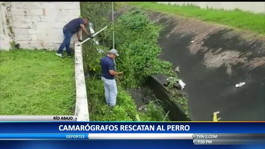 El rescate de un perro que hizo feliz a un niño panameño