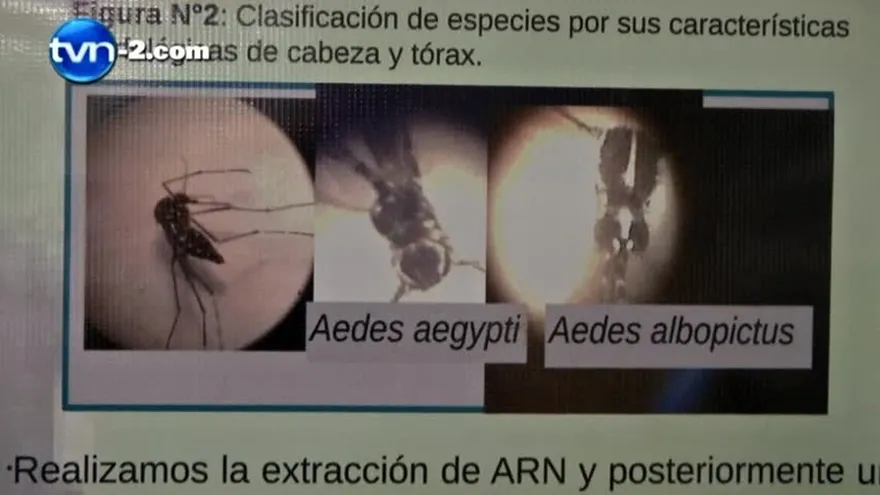 Posibilidad de brote de Chikungunya es muy alta