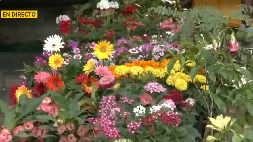 Venta de plantas en la Feria de La Chorrera