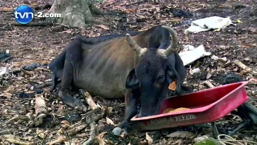 Bajo la lupa: efectos de la sequía en Los Santos