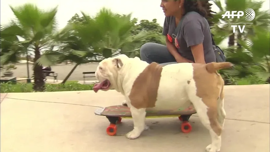 Perro peruano bate record guiness sobre patinete