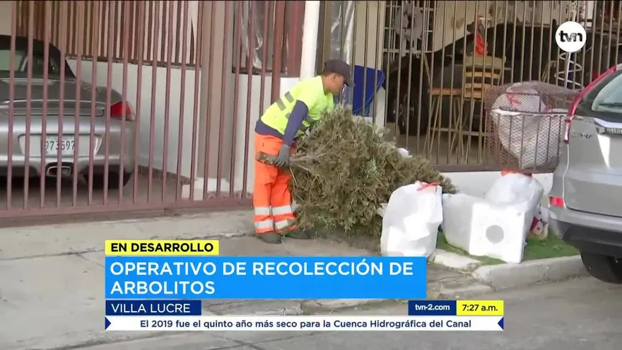 Inicia recolección de arbolitos de Navidad en San Miguelito