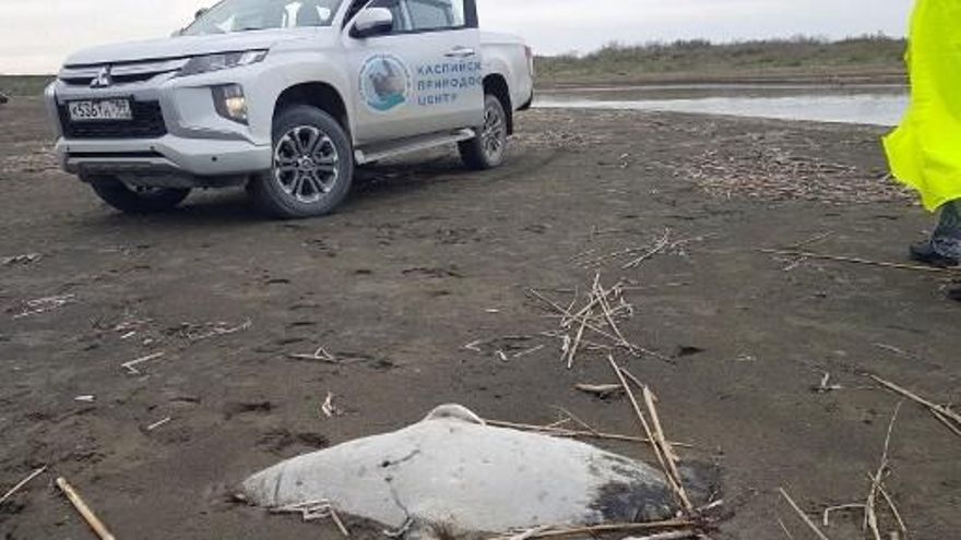 Varias focas muertas han sido halladas en el mar Caspio