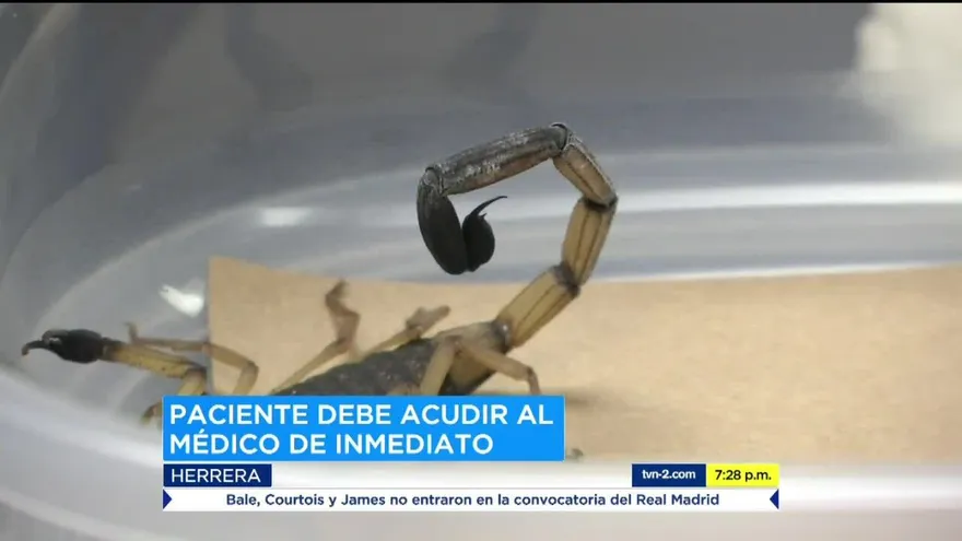 Niño de 4 años muere por picadura de alacrán