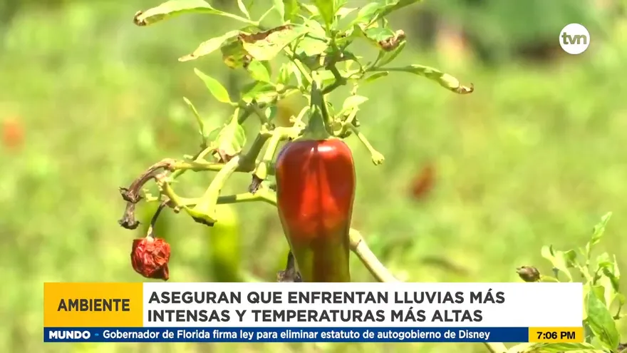 Difícil producir por las abruptas variaciones del clima