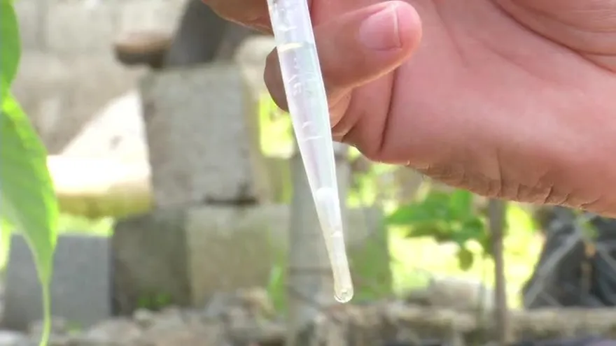 Altos índices de afectación por dengue