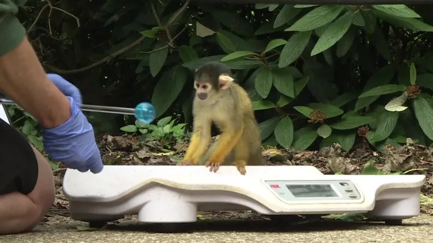 Los escurridizos animales del zoo de Londres y su pesaje anual