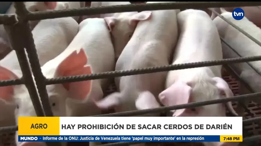 Decretan prohibición de sacar cerdos de la provincia de Darién