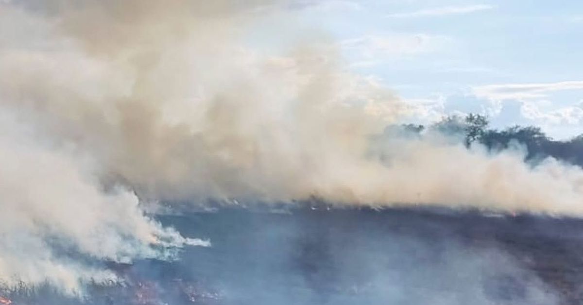 Más de 20 hectáreas afectadas por incendio forestal en Santiago