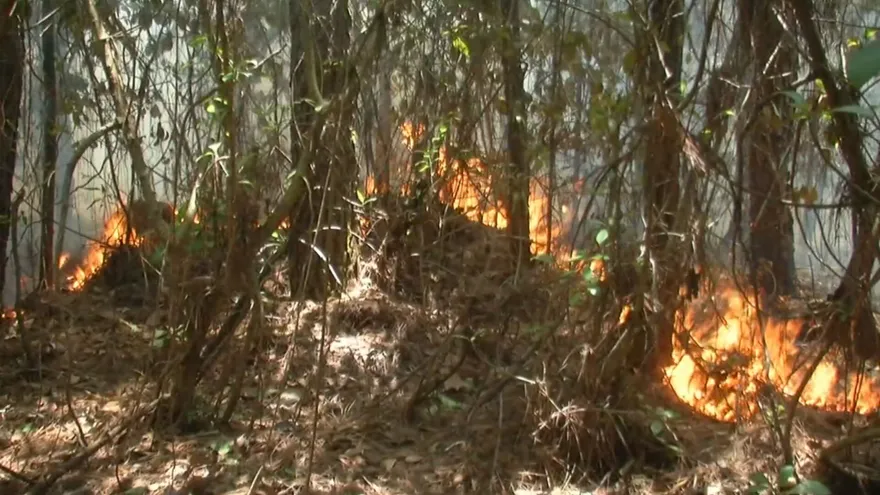 Bomberos en Veraguas emiten informe sobre incendios forestales