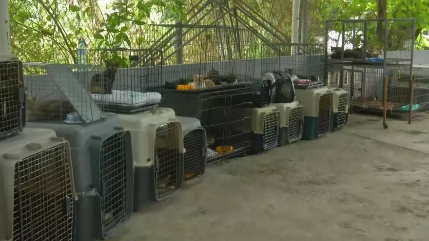 Reubicación de gatos rescatados de un albergue clandestino en Campo Lindbergh
