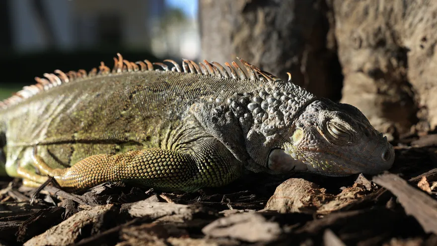 Una iguana en Florida tras caer de un árbol por el tiempo frío