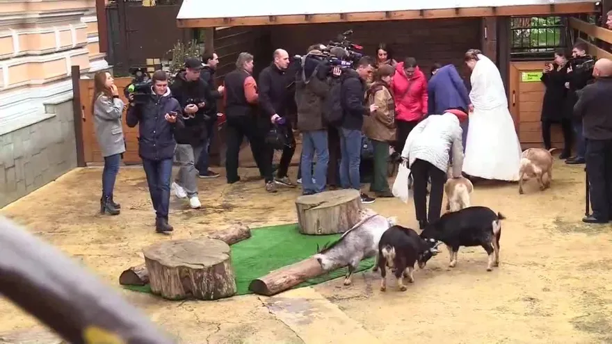 Entre cabras y jirafas, una pareja se casa en el zoo de Moscú