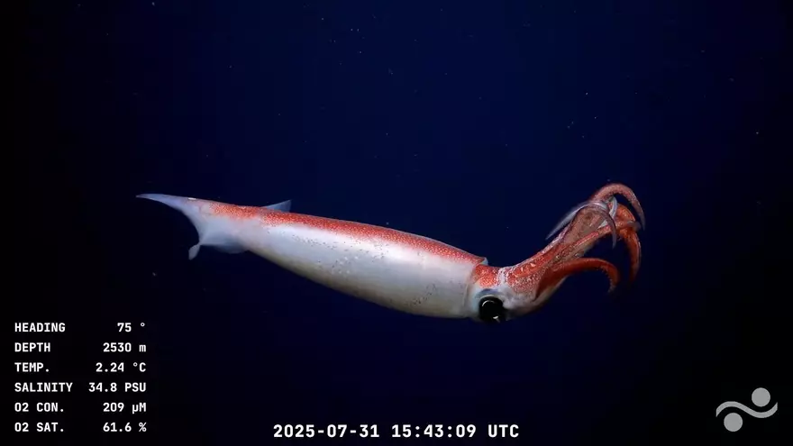 Argentinos hipnotizados con la transmisión de un robot submarino científico