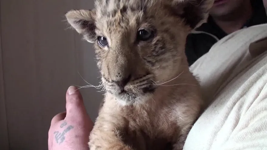 Nace extraño híbrido de tigre y león en zooloógico de Rusia