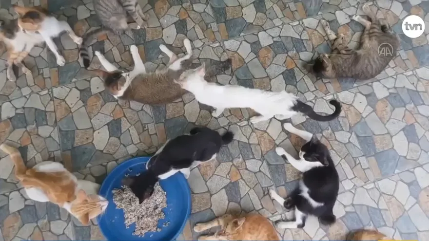 La ciudad llena de gatos