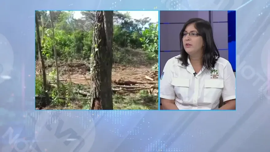 Reacciones a denuncias sobre tala de árboles