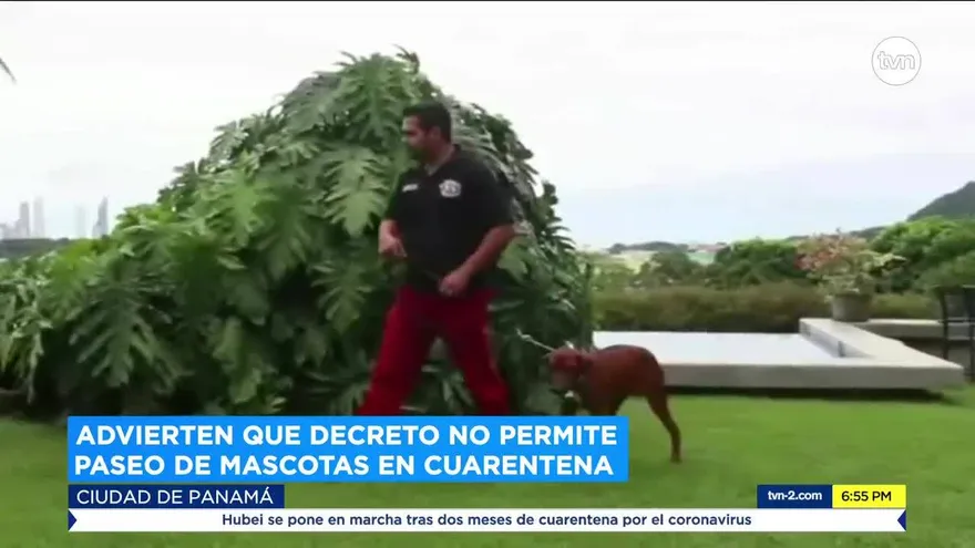 Panameños pueden pasear mascotas en el tiempo permitido por la cuarentena