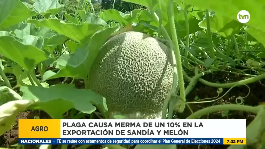 Plaga amenaza a productores de sandía y melón