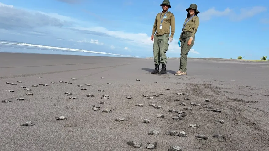 Impulsan la preservación de las tortugas marinas en Chiriquí con la liberación de un centenar de neonatos