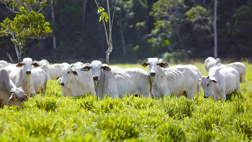 Productores de tierras bajas en Chiriquí se alistan para enfrentar impacto del fenómeno de El Niño